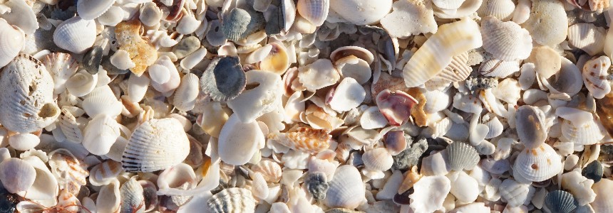 Naturstein Muscheln