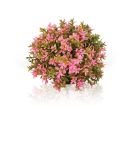 OASE biOrb Blumenball Aquaristik - Pink