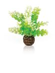 OASE biOrb Aquarien Caulerpa - Grün