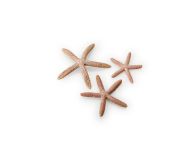 OASE biOrb Seesterne Set 3 - Natural