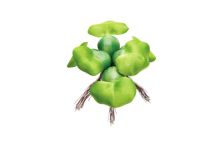 Pontec PondoHyacinth Dekorationsmaterial