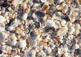 Naturstein Muscheln