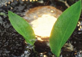 Pontec Teichbeleuchtung